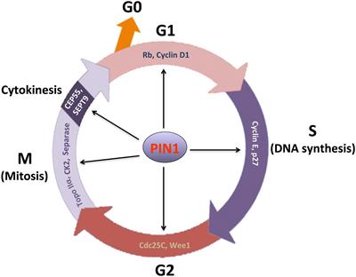 PIN1 in Cell Cycle Control and Cancer